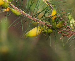 Stenanthera pinifolia