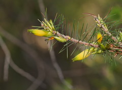 Stenanthera pinifolia