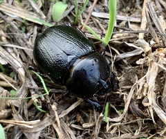 Pentodon bidens punctatus