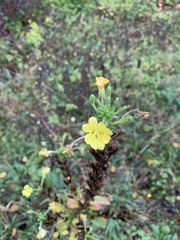 Oenothera