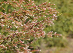 Thryptomene calycina