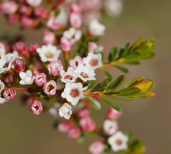 Thryptomene calycina