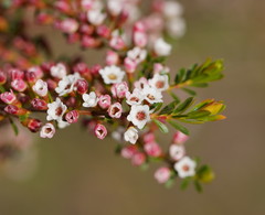 Thryptomene calycina