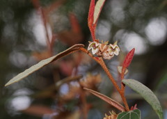 Lasiopetalum macrophyllum
