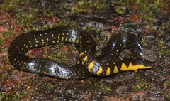 Uropeltis macrolepis