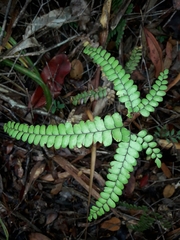 Adiantum fournieri