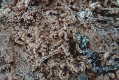 Galeolaria caespitosa