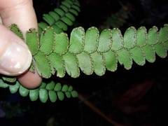 Adiantum fournieri