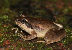 Amboli Leaping Frog photo 3