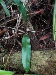 Elaphoglossum vieillardii