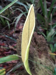 Elaphoglossum vieillardii