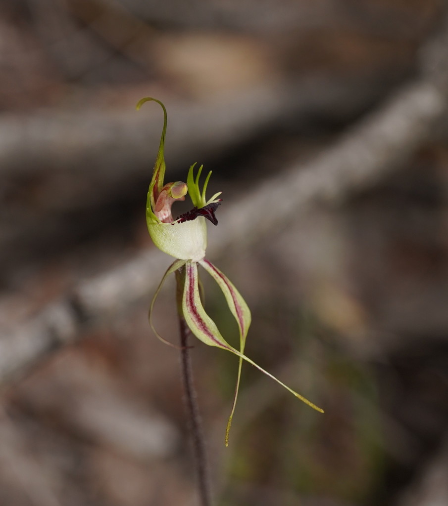 Small Spider-orchid from Heatherlie, Grampians NP VIC, Australia on ...