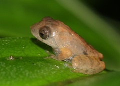 Bombay Bubble-Nest Frog photo 3