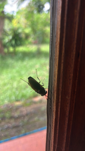 Black Soldier Fly