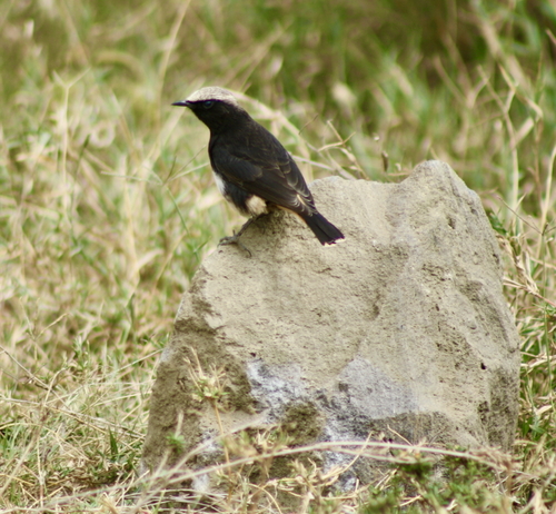 Abyssinian Wheatear (Oenanthe lugubris), photo 6