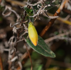 Marianthus bignoniaceus