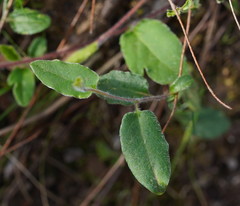 Marianthus bignoniaceus