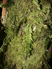 Hymenophyllum mnioides