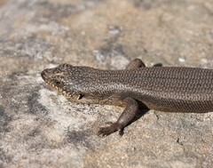 Black Crevice-Skink photo 4