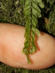 Hymenophyllum mnioides