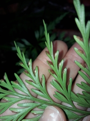 Asplenium subflexuosum
