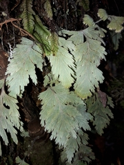 Hymenophyllum pallidum