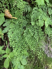 Adiantum venustum