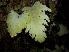 Hymenophyllum pallidum