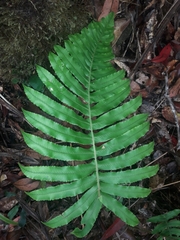 Blechnum hirsutum