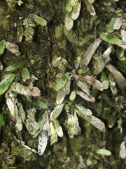 Grammitis pseudaustralis