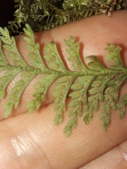 Tomophyllum subsecundodissectum