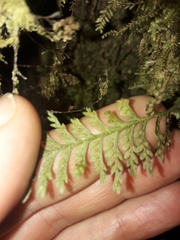 Tomophyllum subsecundodissectum