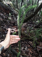 Phlegmariurus schlechteri