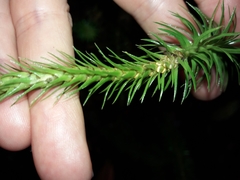 Phlegmariurus schlechteri