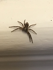 Philodromidae