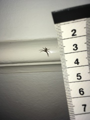 Philodromidae