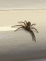 Philodromidae
