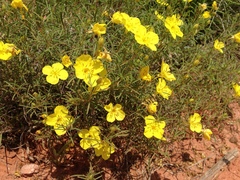 Oenothera berlandieri