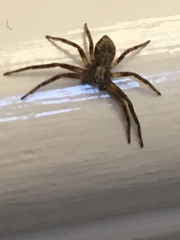 Philodromidae