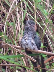 Hemiprocne longipennis