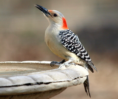 Melanerpes carolinus