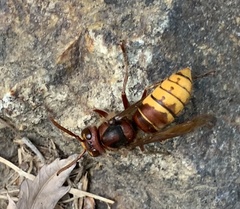 Vespa crabro