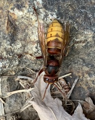 Vespa crabro