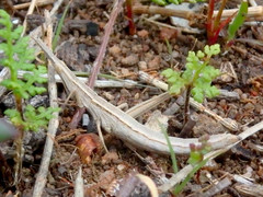 Vandiemenella viatica