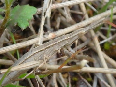 Vandiemenella viatica