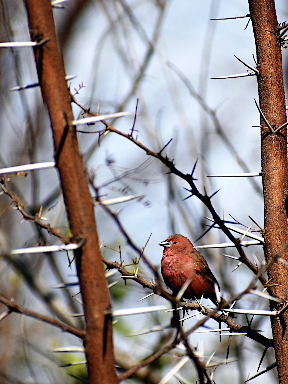 Jameson's Firefinch (Lagonosticta rhodopareia), photo 6