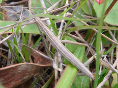 Vandiemenella viatica