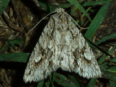 Meganephria bimaculosa