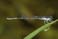 Agriocnemis splendidissima