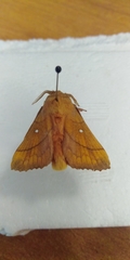 Odonestis pruni